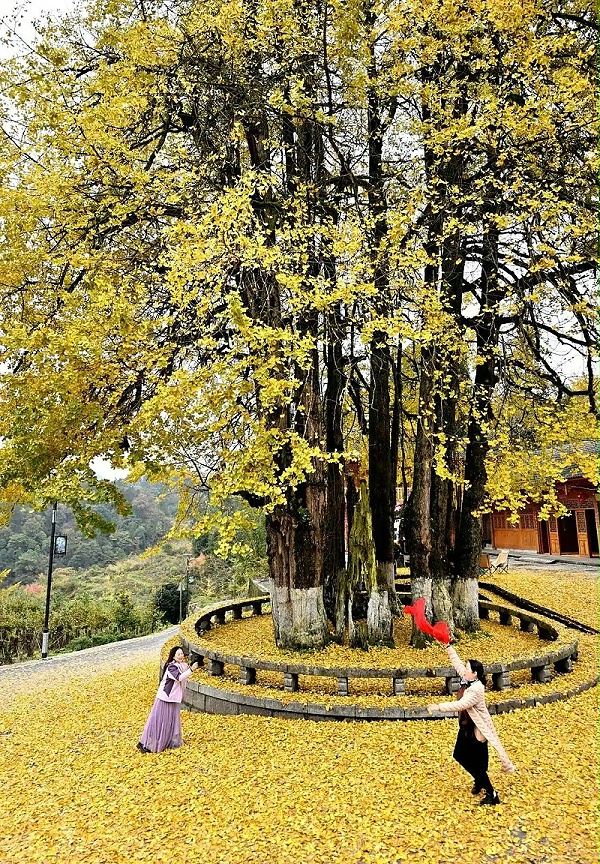 乐冠体育环保：游客在湖北省恩施土家族苗族自治州宣恩县珠山镇东门关村的古银杏树下游玩