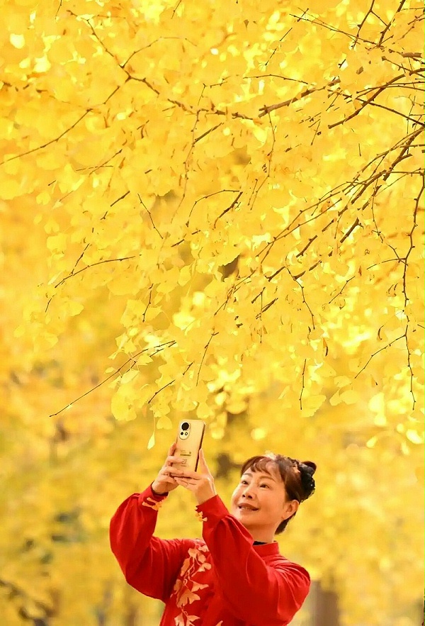 乐冠体育环保：晨练的女士在位于石家庄市的河北经贸大学院内的银杏林中拍照