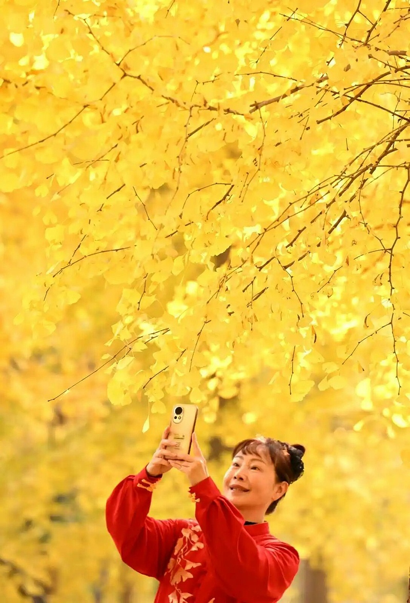 乐冠体育环保：晨练的女士在位于石家庄市的河北经贸大学院内的银杏林中拍照